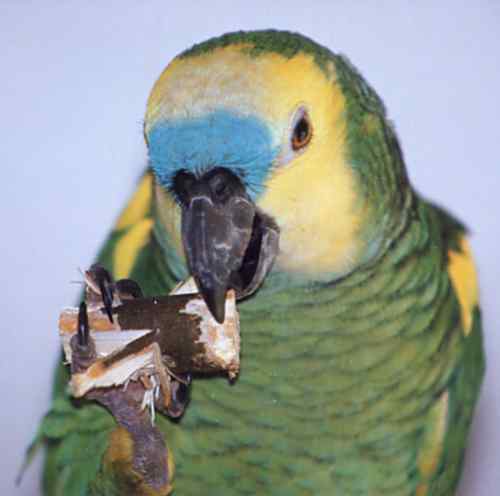 Blaustirn-Amazone