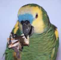 Blaustirn-Amazone