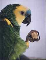Blaustirn-Amazone