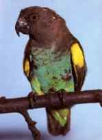 Meyerspapagei